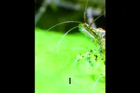 黑壳虾抱卵后多久能孵化出小虾？#养鱼日记 #观赏鱼 #水族