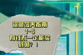 鲨鱼饲养指南1-6 买鲨鱼的正确理念 #养鱼日记 #热带鱼 #水族