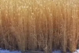 博斯腾湖苇区的芦苇长势喜人，采割量较往年预计将增加30%左右，芦苇产量预计可达26万吨。视频封面