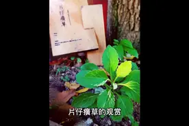 #医学动画 #医学科普 片仔癀草 盆栽观赏视频封面