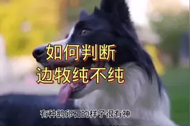 如何判断边牧纯不纯，看着几点就够了。