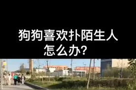 你家狗狗喜欢扑人吗😂😂😂#萌宠 #训犬明宇 #训犬