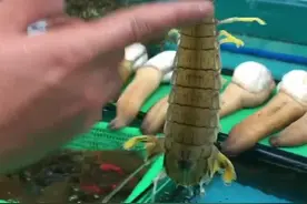 今天教大家怎么挑选皮皮虾是有膏还是没有膏。#皮皮虾 #海鲜 #五一