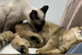 在享受中忘乎所以突然翻床的猫咪。暹罗猫：我可没推它，你看见了#猫的迷惑行为