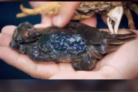 吃螃蟹怕扎嘴？吃软壳蟹呀🦀️专门出产软壳蟹的工厂，了解一下#美食