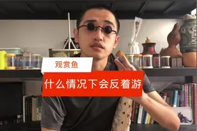 观赏鱼在以下三种情况下会反着游，如果不是后两种，就需要注意了