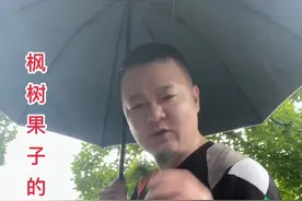 大雨中跟大家分享枫树果的营养价值。视频封面