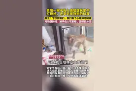 贵阳一猴子闯入高层居民家中 打砸抢，还拿走宠物狗的玩具视频封面