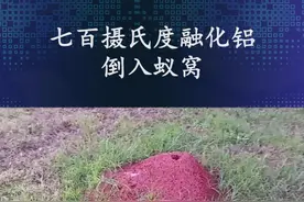 把七百摄氏度熔融铝液倒入蚁窝会发现什么#蚁窝#铝#科普 