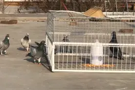 捕鸽神器天落笼只进不出鸽子笼自动野外抓鸽子笼户外捕鸽子笼