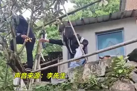 5月14日，浙江丽水，85岁老人爬上树给孙女摘枇杷！儿子：我阻止不了。隔辈亲到底有多亲？视频封面