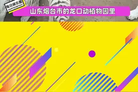 狗子给老虎当奶妈，母凭子贵视频封面