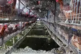 “水面上的养鸡场”，上面养鸡，下面养鱼，就连鱼饲料都一并省了视频封面