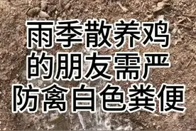 #抖音小肋手 #鸡拉稀#散养鸡 #南方雨季 #禽病#禽白色粪便 进入雨季养殖朋友需严防禽白色粪便视频封面