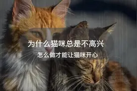 为什么我的猫看起来总是不高兴?#宠物 #记录猫咪日常 #喵星人