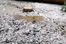 给了蚂蚁🐜们一颗利是糖，发现它们是用沙子先把糖裹起来