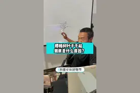 樱桃树叶子干枯到底是什么原因？#樱桃树管理#樱桃树苗#技术分享#果树#抖音618好物节视频封面
