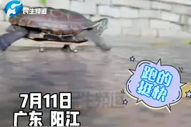 忍者神龟！乌龟第一次玩转滑板主人都看呆了#乌龟玩滑板 视频封面
