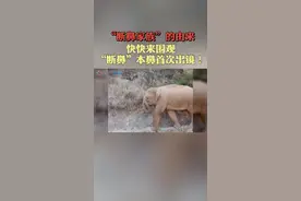你知道北迁亚洲象群“断鼻家族”的由来吗？快来围观“断鼻”本鼻首次出镜！