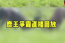 鹿王争霸直播回放来了#盐城 #鹿王争霸赛 #野生动物零距离 #麋鹿 