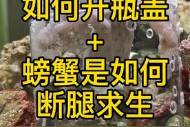 章鱼保罗是如何开瓶盖，螃蟹是如何断腿求生#科普#蟹坚强#我的章鱼老师 #frank的私人水族馆视频封面