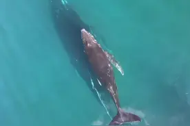 海洋座头鲸🐳母子亲子时光🌈，鲸鱼妈妈👩🏻托着宝宝前行，不离不弃，或许这就是鲸鱼界的母爱吧😀#我们的海洋世界 #抖音动物图鉴 #萌宠出道计划 #座头鲸@抖音自然视频封面