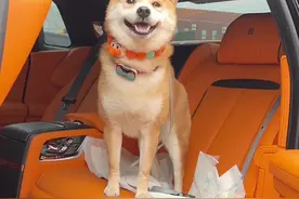 天天跟着Max沾光~#柴犬 #劳斯莱斯视频封面