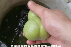 新摘下来的葫芦处理方法