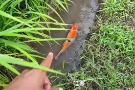 水沟发现大锦鲤赶海都是小儿科 #观赏鱼 #锦鲤 #赶海视频封面