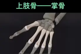 人体解剖学—骨骼—上肢骨—掌骨#颈肩腰腿疼 #中医调理