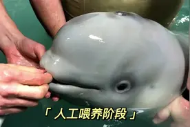 可爱的小白鲸是如何吃奶的 #小白鯨 #吃奶娃 #敲可爱视频封面