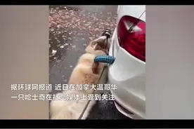哈士奇干了件“蠢事”意外走红视频封面