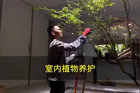 立秋过后#室内植物 大量落叶怎么办，两步一灯教你如何养护