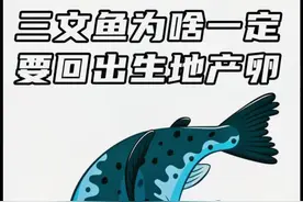 三文鱼为什么一定要回出生地产卵#涨知识