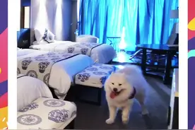 分享狗狗住宿的两个小攻略，大家还带狗狗住过什么样的房间呢？评论区来分享哦！#带着狗狗去旅行 #向往的民宿