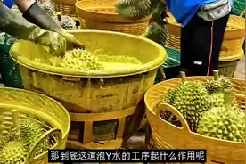 榴莲泡的黄色药水是啥？起什么作用？对人身体有害吗？