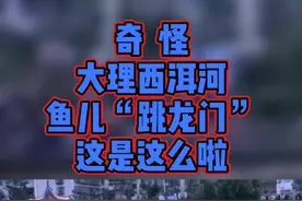 #奇观  6月15日傍晚，#大理 西洱河突然出现大群白链鱼跃出水面，吸引了市民围观。#洱海视频封面