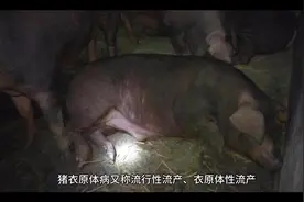 猪衣原体病症状和治疗方法。#猪衣原体#猪病 #养猪视频封面