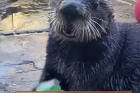 好想养一只#海獭 #娱乐评论大赏视频封面