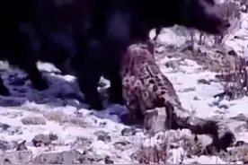 可怜的小牦牛，幸亏被母牛救下，不然就#万物皆有灵性 #爱护大自然保护野生动物 #野生动物零距离 #人与动物和谐共处 #神奇动物在抖音 #难得一见 #换个角度看世界 #动物世界看人生百态 #牦牛#雪豹#来抖音学农技 视频封面