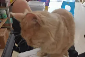 为什么要踩我的九块腹肌#傻猫🐱视频封面