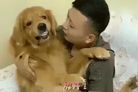 主人唱歌哄金毛睡觉，金毛听了后，嘴都气歪了，满脸嫌弃！视频封面