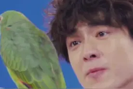 #林更新 和鸟都能对上话，大概只有三岁😂视频封面