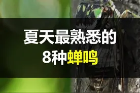 盘点夏天最常听到的蝉鸣，教你“听音辨蝉”～#科普 
