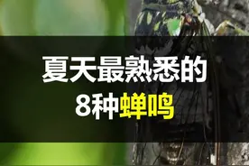 盘点夏天最常听到的蝉鸣，教你“听音辨蝉”～#科普 视频封面