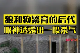 狼和狗繁育的后代，眼神透露出一股杀气！视频封面