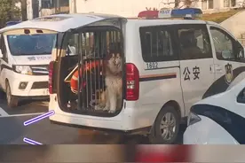 安徽一迷路阿拉斯加赖在警车上不下来视频封面