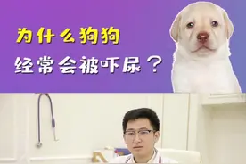 狗狗被吓尿，家长可以这样做#防御保健#科学养宠攻略 #我把狗吓尿了 #狗狗  #我家毛孩子 