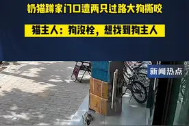 #奶猫蹲家门口遭两只过路大狗撕咬 猫主人：狗没栓，想找到狗主人视频封面