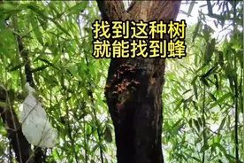 如何找蜂，要学追蜂的赶紧来了，找到这种树就能找到马蜂窝